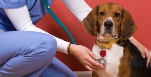 dog-beagle-at-a-vet-with-nurse-checking-heart-beat