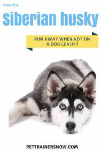 Do-Siberian-Huskies-Always-Run-Away-When-Not-On-Dog-Leash