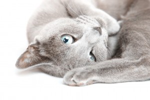 Close-up photo of the gray pussy cat laying