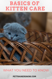 Kitten-care-basics