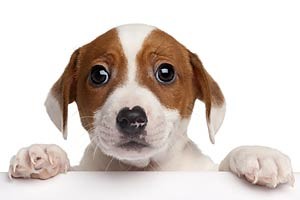 pettrainersnow.com - Five Tips for making house training your puppy easier