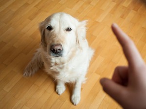 pettrainersnow.com - Why Isn’t Punishment an Effective Training Method?