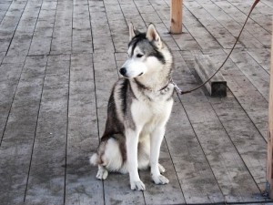 pettrainersnow.com - Do Siberian Huskies Really run away when their not on a dog leash ?