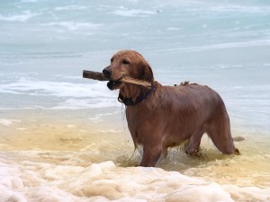 pettrainersnow.com - How Do I Teach My Dog to Come?