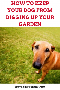 keep your dog from digging