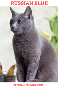 Russian-blue-pettrainersnow