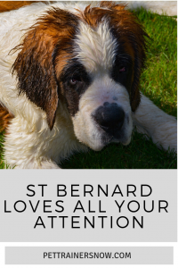 st-bernard-a-family-pet