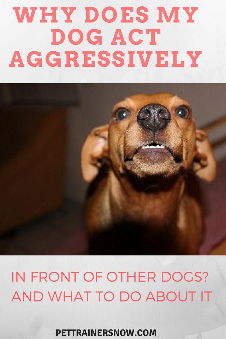 dog-act-aggressively-around-other-dogs